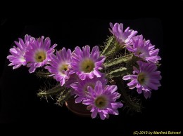 Echinocereus pentalophus 787